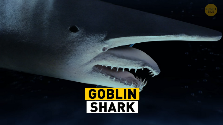 14 Sharks Want to Eat You Up in 3 Seconds