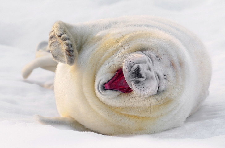 22 Animals That Seem to Be Extremely Happy