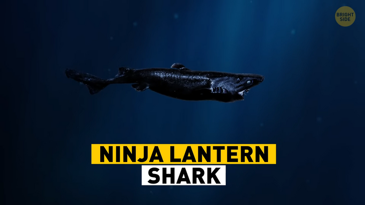 What's in a Name? Part I: The Race to Ninja Lantershark.