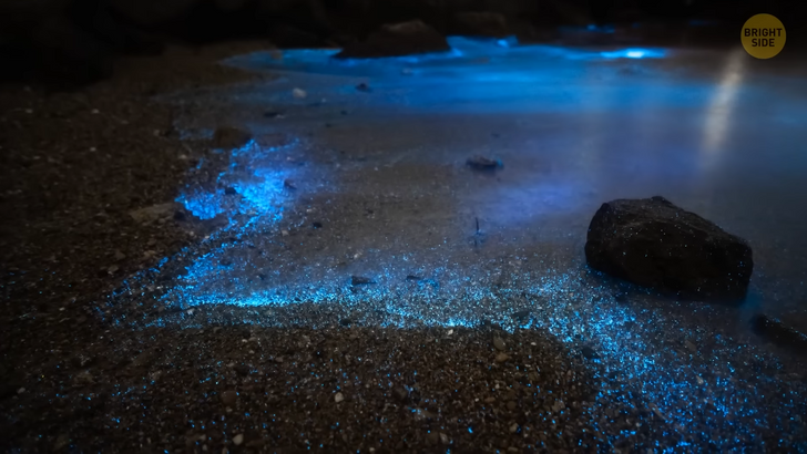 The Mysteries of the World's Bioluminescent Glowing Wonders