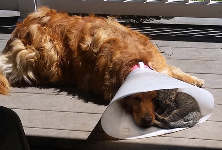 30 Photos of Cats and Dogs to Make You Forget About Everything