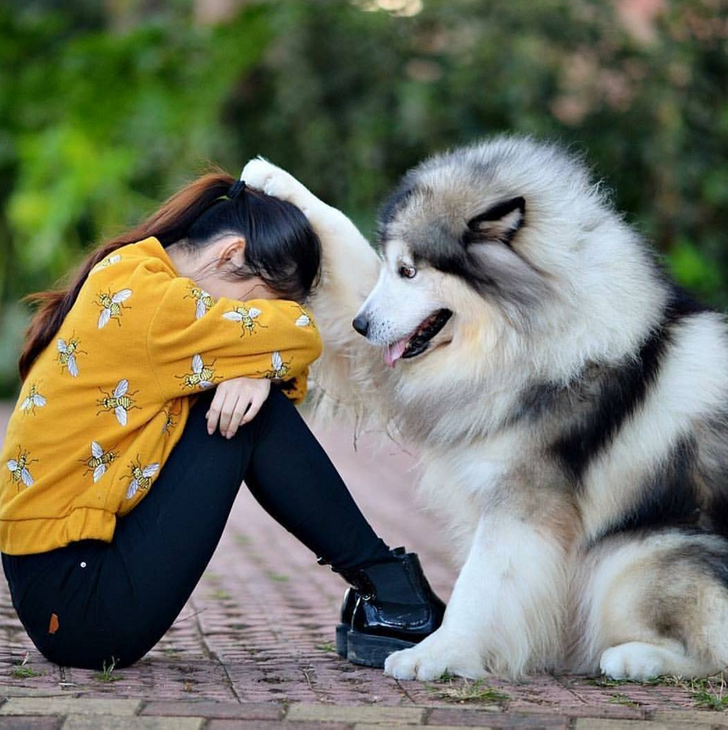 Dog comforting his girl owner