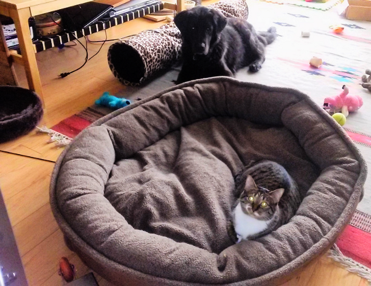 Tabby cat sitting on his dog friend's bed