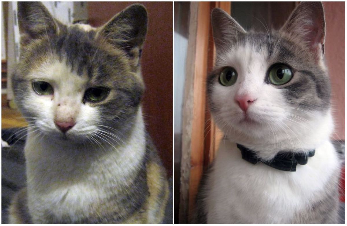 15 Animals Before and After They Were Taken from a Shelter