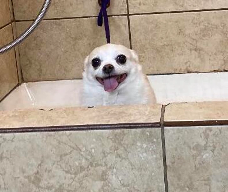 foam with eyes